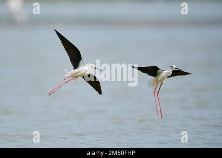 Due palafitte ad ali nere (Himantopus himantopus) che combattono sul mare, Camargue, Francia Foto Stock