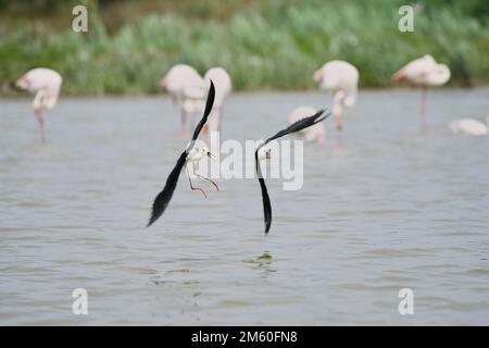 Due palafitte ad ali nere (Himantopus himantopus) che combattono sul mare, Camargue, Francia Foto Stock