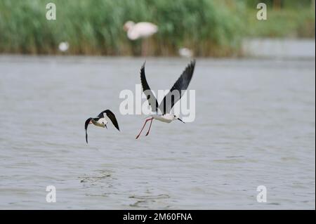 Due palafitte ad ali nere (Himantopus himantopus) che combattono sul mare, Camargue, Francia Foto Stock