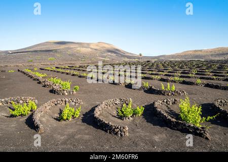 Uva su suolo vulcanico nero nei vigneti di la Geria, Lanzarote, Isole Canarie, Spagna Foto Stock