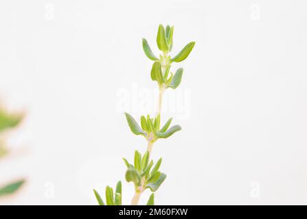 Pianta di timo (Thymus vulgaris) isolata su fondo bianco Foto Stock