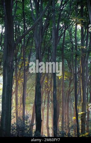 Faggio comune (Fagus sylvatica), alba nella foresta di faggio, Wuelfrath, Renania settentrionale-Vestfalia, Germania Foto Stock