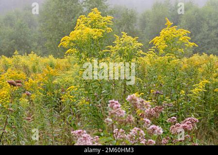 Agrimonia di canapa (Eupiatorium cannabinum) e goldenrod (Solidago) in fiore, nebbia di prima mattina, Parco naturale della Foresta di Arnsberg, Nord Foto Stock