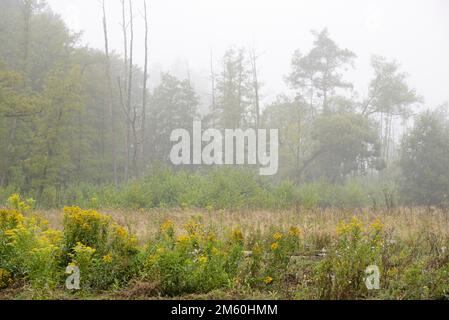 Goldenrod (Solidago) in fiore, prima mattina nebbia, Arnsberg Forest parco naturale, Nord Reno-Westfalia, Germania Foto Stock