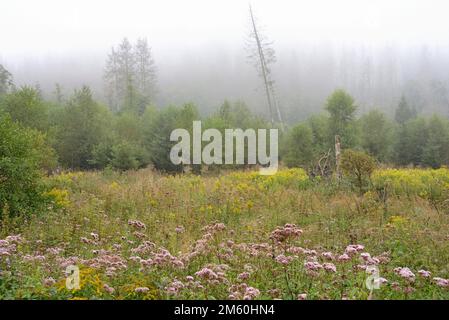 Agrimonia di canapa (Eupiatorium cannabinum) e goldenrod (Solidago) in fiore, nebbia di prima mattina, Parco naturale della Foresta di Arnsberg, Nord Foto Stock