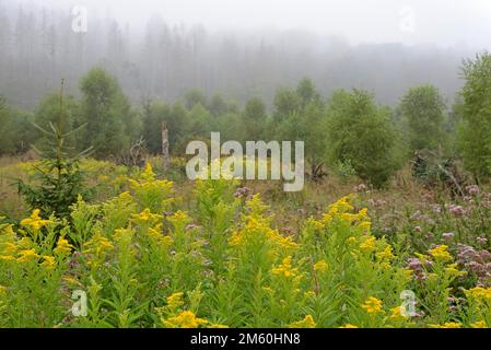 Goldenrod (Solidago) e canapa agrimonia (Eupiatorium cannabinum) in fiore, prima mattina nebbia, Arnsberg Forest parco naturale, Nord Foto Stock