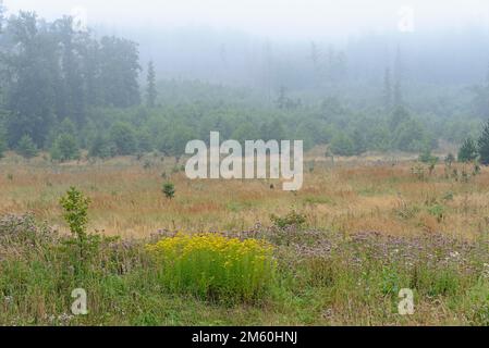 Goldenrod (Solidago) e canapa agrimonia (Eupiatorium cannabinum) in fiore, prima mattina nebbia, Arnsberg Forest parco naturale, Nord Foto Stock