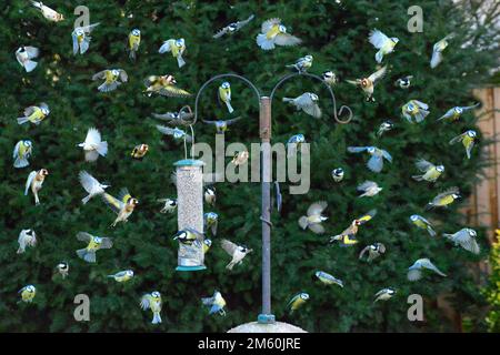 Hanbury, Burton-on-Trent, Staffordshire, Regno Unito. 1st Jan, 2023. Un quadro composito di uccelli che visitano un alimentatore con cuori di girasole in un giardino a Hanbury, Burton-on-Trent, Staffordshire in un periodo di 30 minuti. Credit: John Eveson/Alamy Live News Foto Stock