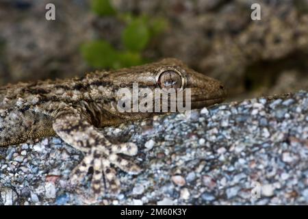 Gecko parete comune (Tarentola mauritanica), adulto su roccia, ritratto animale, Sicilia, Italia Foto Stock