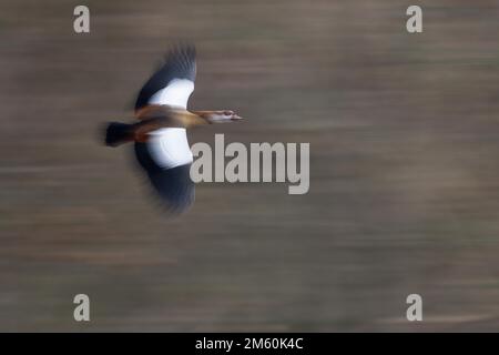 Oca egiziana (Alopochen aegyptiacus), volo, movimento sfocato, Assia, Germania Foto Stock