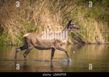 Cervi o cervi veri sono mammiferi ruminanti zoccolati che formano la famiglia Cervidae. Foto Stock