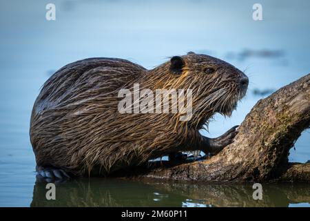 La nutria, nota anche come coypu, è un grande roditore semidacquatico erbivoro. Foto Stock