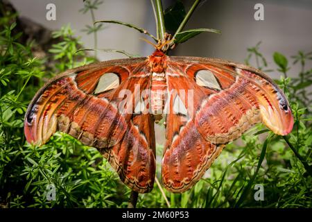 La più grande falena del mondo che misura circa 10 pollici Foto Stock