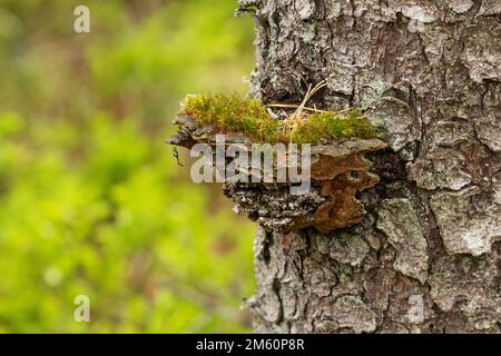 Un legno che decadono funghi Phellinus chrysoloma crescere su un grande tronco di Spruce in un habitat Keystone in Estonia, Nord Europa Foto Stock
