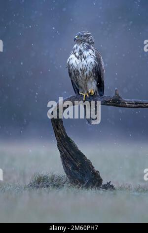 Poiana steppa comune (Buteo buteo) in agguato, in agguato su tronco di albero, slitta, topi da caccia, Medium Elba Biosphere Reserve, Sassonia-Anhalt, Germania Foto Stock