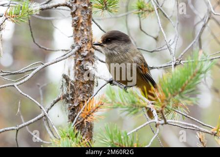 Primo piano di una curiosa giura siberiana arroccata su un ramo di un'antica foresta di conifere nel Parco Nazionale di Oulanka, Finlandia settentrionale Foto Stock