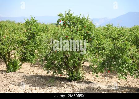 Melograni maturi sani e deliziosi. Bella estate con alberi da frutto. Fila di alberi di melograno con frutti maturi su rami verdi Foto Stock