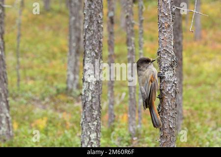 Sparo grandangolare di curiosa giura siberiana arroccata su un ramo in un'antica foresta di conifere nel Parco Nazionale di Oulanka, Finlandia settentrionale Foto Stock