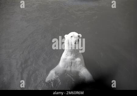 1950s, storico, un orso polare nell'acqua del suo recinto a Chester Zoo, Inghilterra, Regno Unito. Fondato da George Mottershead, lo zoo è stato ufficialmente aperto nel giugno 1931 nella tenuta di Oakfield, con personale di familiari. Il primo orso polare dello zoo (Punch) arrivò nel 1934, insieme ad altri animali, scimpanzé e un Geneto, un gatto africano e in quell'anno, lo zoo divenne un'istituzione educativa benefica, la North of England Zoological Society. Molto amato dai visitatori gli orsi polari sono rimasti allo zoo fino agli inizi degli anni '1990s. Foto Stock