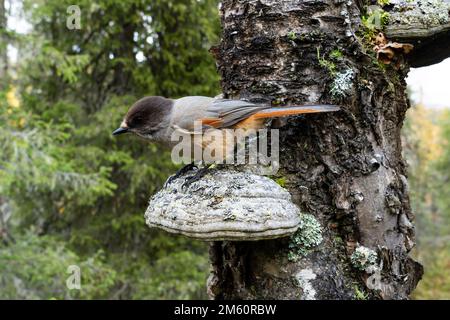 Giamaica siberiana in piedi su una grande staffa fungi in una vecchia foresta a Valtavaara vicino Kuusamo, Finlandia settentrionale Foto Stock