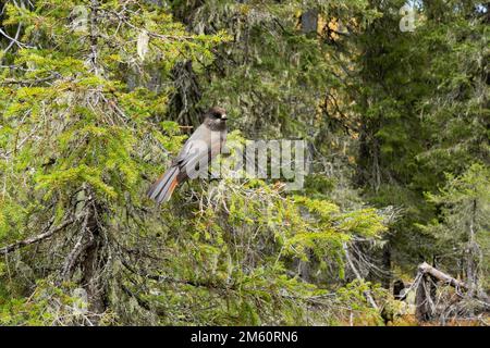 Una curiosa giara siberiana arroccata su un ramo di Spruce in una vecchia foresta di Valtavaara, vicino a Kuusamo, Finlandia settentrionale Foto Stock