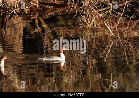 goosander e cormorano volante Foto Stock