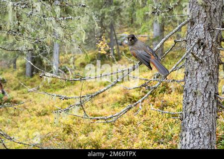 Una curiosa giara siberiana arroccata su un ramo di Spruce in una vecchia foresta di Valtavaara, vicino a Kuusamo, Finlandia settentrionale Foto Stock