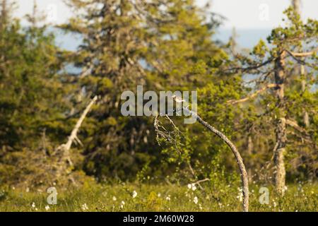 Un piccolo wader allerta, Sandpiper di legno che si erge sulla cima di un albero nel Parco Nazionale Riisitunturi estivo, Finlandia settentrionale Foto Stock