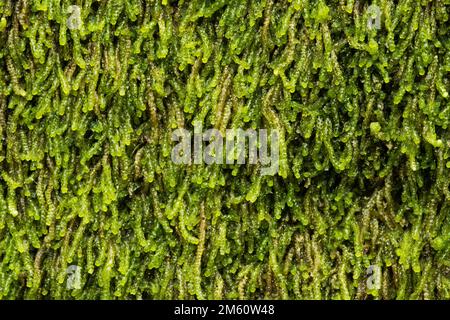 Primo piano di una ruga verdastra che copre un tronco di albero in decadenza in un habitat di pietra di chiave in Estonia, Nord Europa Foto Stock