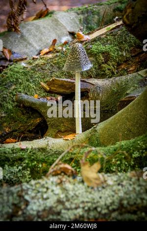 Sgabello Shaggy Ink Cap che cresce sul terreno boschivo Foto Stock