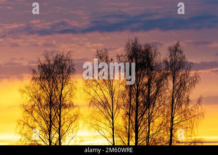 Una silhouette di alberi di betulla d'argento durante un tramonto colorato e vibrante in una serata di tardo autunno in Estonia, Nord Europa Foto Stock