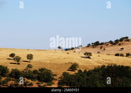 Mucche di montagna Foto Stock