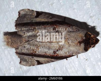 Prominente Moth (famiglia Notodontidae) di specie indeterminate isolate su sfondo bianco dalla giungla del Belize, America Centrale Foto Stock