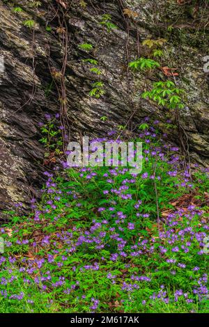 Il Phlox blu selvaggio (Phlox divaricata) cresce lungo il fiume Little Pigeon nel Great Smoky Mountains National Park del Tennessee Foto Stock