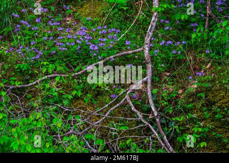 Il Phlox blu selvaggio (Phlox divaricata) cresce lungo il fiume Little Pigeon nel Great Smoky Mountains National Park del Tennessee Foto Stock