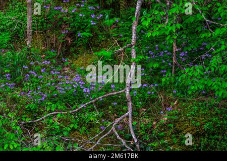 Il Phlox blu selvaggio (Phlox divaricata) cresce lungo il fiume Little Pigeon nel Great Smoky Mountains National Park del Tennessee Foto Stock