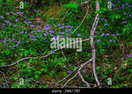 Il Phlox blu selvaggio (Phlox divaricata) cresce lungo il fiume Little Pigeon nel Great Smoky Mountains National Park del Tennessee Foto Stock