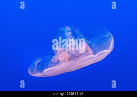 Meduse lunari (Aurelia labiata) all'Acquario della baia di Monterey a Monterey, California Foto Stock