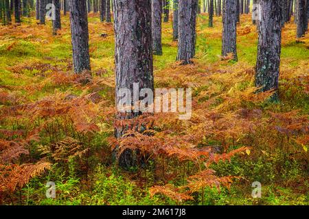 Salmastra autunnale tra pini a Hiawatha. Foresta atonale vicino a Munising, Michigan Foto Stock