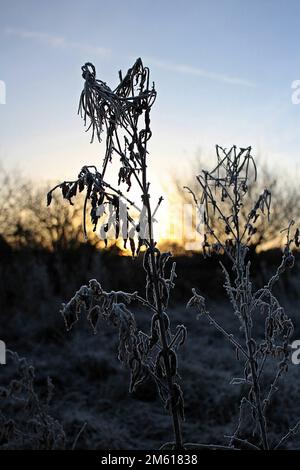 fiore selvatico morto e secco al sole della mattina presto con il gelo sul terreno Foto Stock