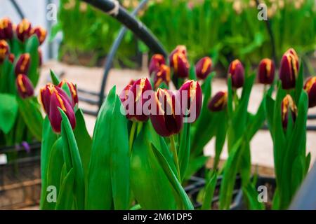 Tulipani di Borgogna in scatole di piantine. Fiori crescenti in serra. Concetto di giardinaggio. Foto Stock