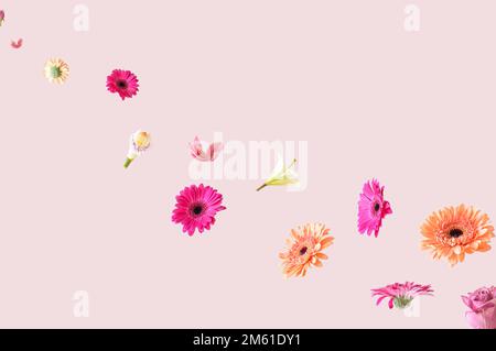 Fiori di primavera colorati che volano nell'aria su uno sfondo rosa. Concetto di fiore surreale estetico. Foto Stock