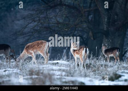 La crosta di daino grooming nella neve d'inverno al crepuscolo. Foto Stock