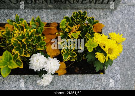 Fiori nel cimitero Tombstone Planter, Parigi, Francia Foto Stock