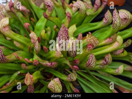 Sarracenia, pianta carnivora Una pianta che mangia insetti Foto Stock