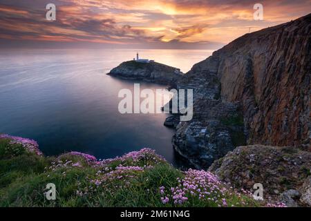 Sea Thrift Wildflowers al faro di South Stack al tramonto, South Stack, Anglesey, Galles del Nord, Regno Unito Foto Stock