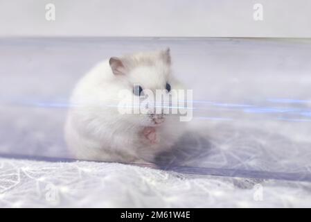 Inverno criceto bianco nana (Phodopus sungorus) Foto Stock