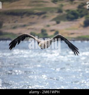 Aquile di mare dalla coda bianca, Isola di Mull, Scozia Foto Stock