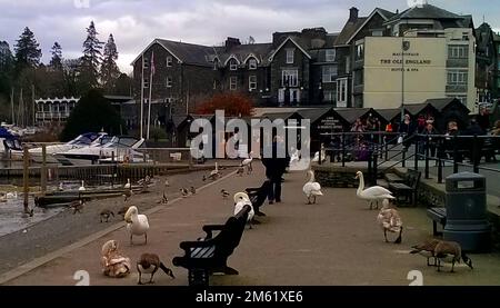 Avifauna a Glasson Dock, Glasson Bain, Lancashire nel 2020 Foto Stock