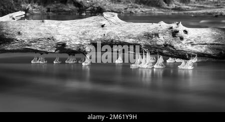 Forti piogge e congelamento durante la notte hanno creato questi bulbi di ghiaccio che sembrano galleggiare appena sopra l'acqua. L'immagine è stata presa su un giorno di 10 gradi F. Foto Stock